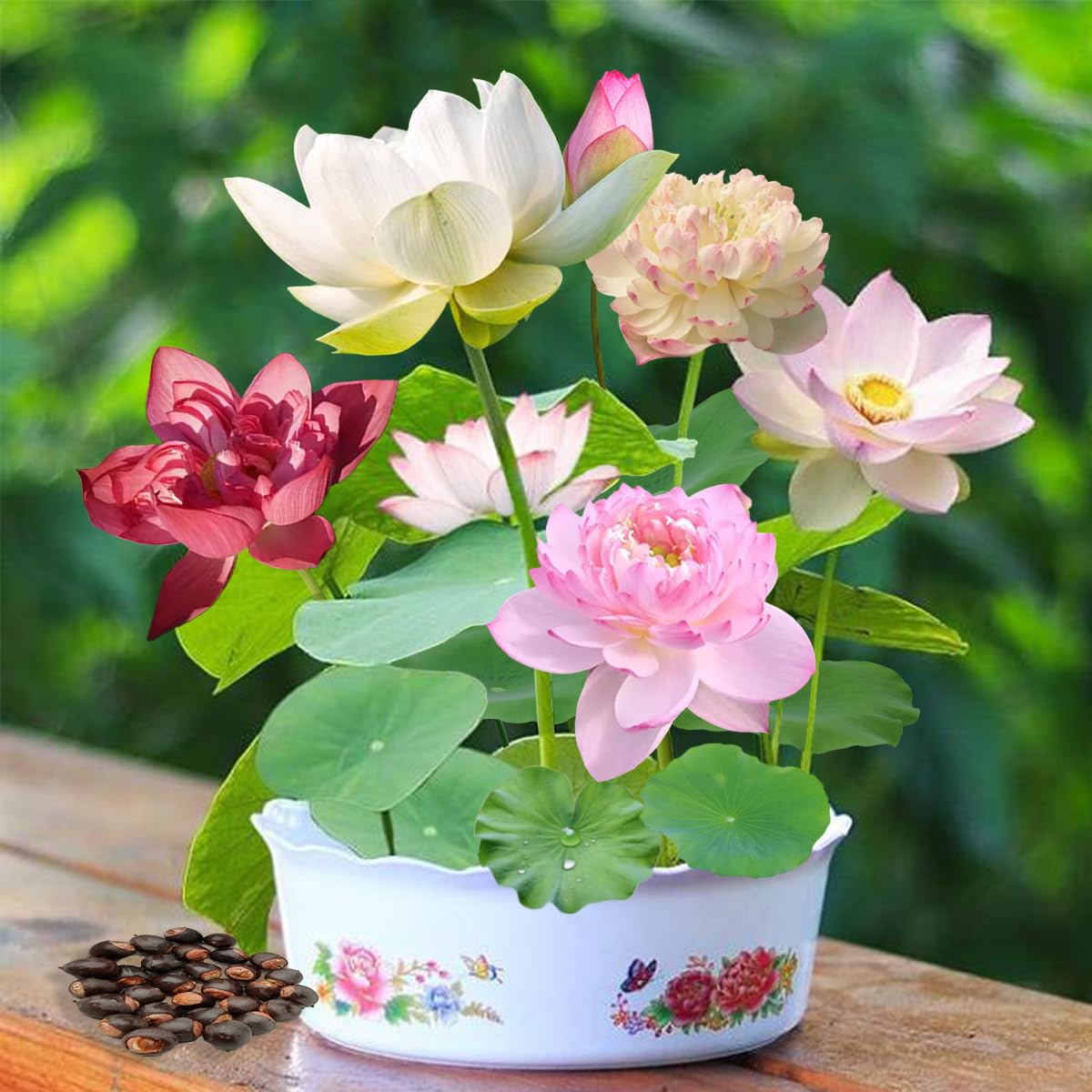 SULUOTE lotus seeds germination in water setup, ideal for beginners.