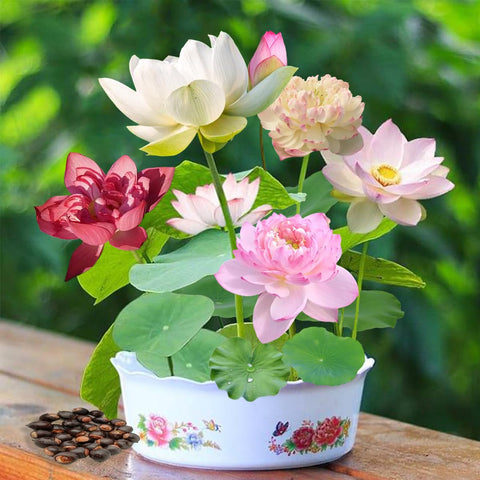 SULUOTE lotus seeds germination in water setup, ideal for beginners.