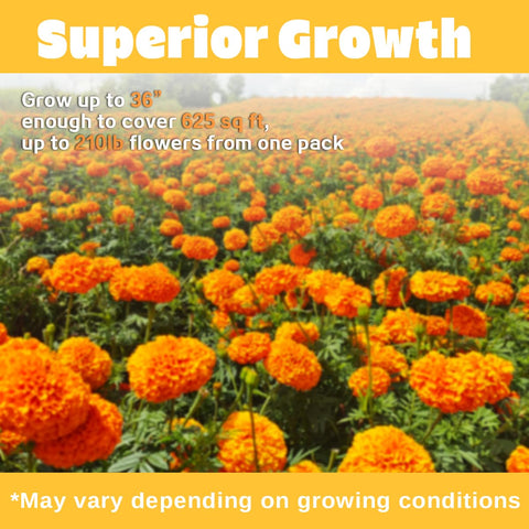 Suluote marigold blossoms in a border with season-long color for beds.