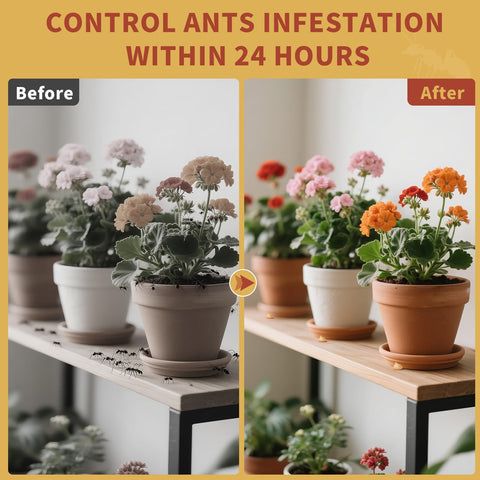 Sumkat Ant Bait Gel positions along ant trails to guide foragers.