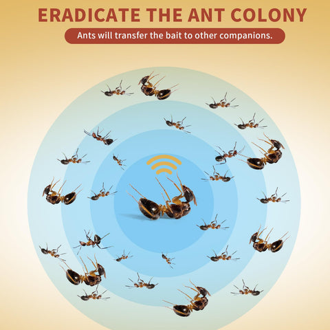 Sumkat Ant Bait Gel targets nests and reduces colony activity.