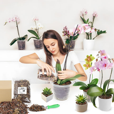 Indoor orchid setup benefits from Sumloty bark mix