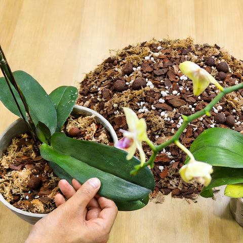 Sumloty orchid bark mix supports robust growth in indoor pots and orchid displays.