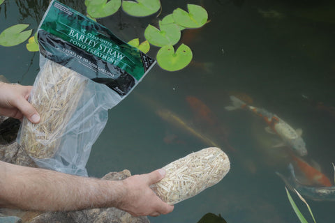 Summit barley straw bale dispersing in water shows safe, fish-friendly filtration.