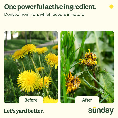 SUNDAY Dandelion Doom lawn application promotes a lush weed-free lawn