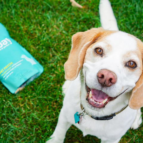 SUNDAY Pet Patch promotes a greener, pet-friendly lawn.