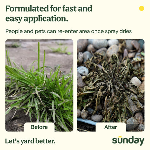 Sunday Weed Warrior 2-pack on display, offering value and consistent results