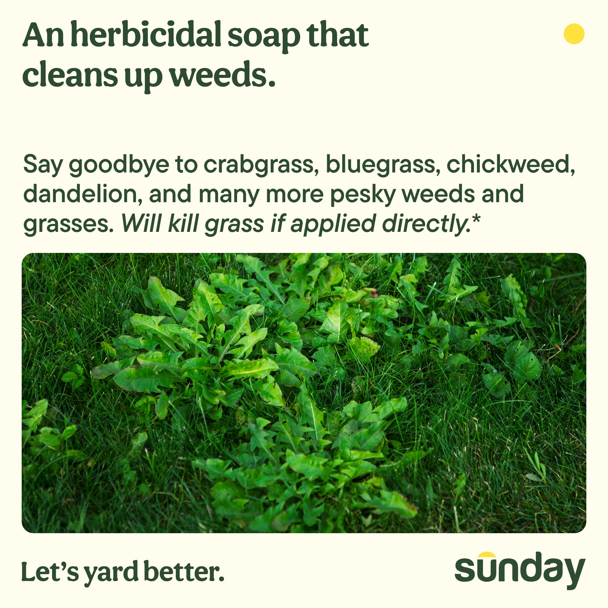 Sunday Weed Warrior spray action shown in garden, dehydrating weeds on contact