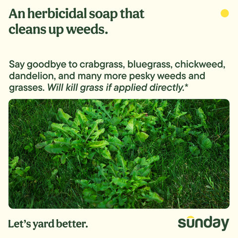 Sunday Weed Warrior spray action shown in garden, dehydrating weeds on contact