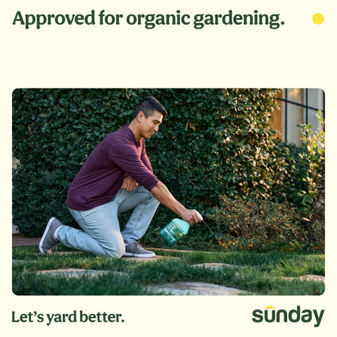 Sunday Weed Warrior applied along sidewalks and mulched beds for targeted weed control