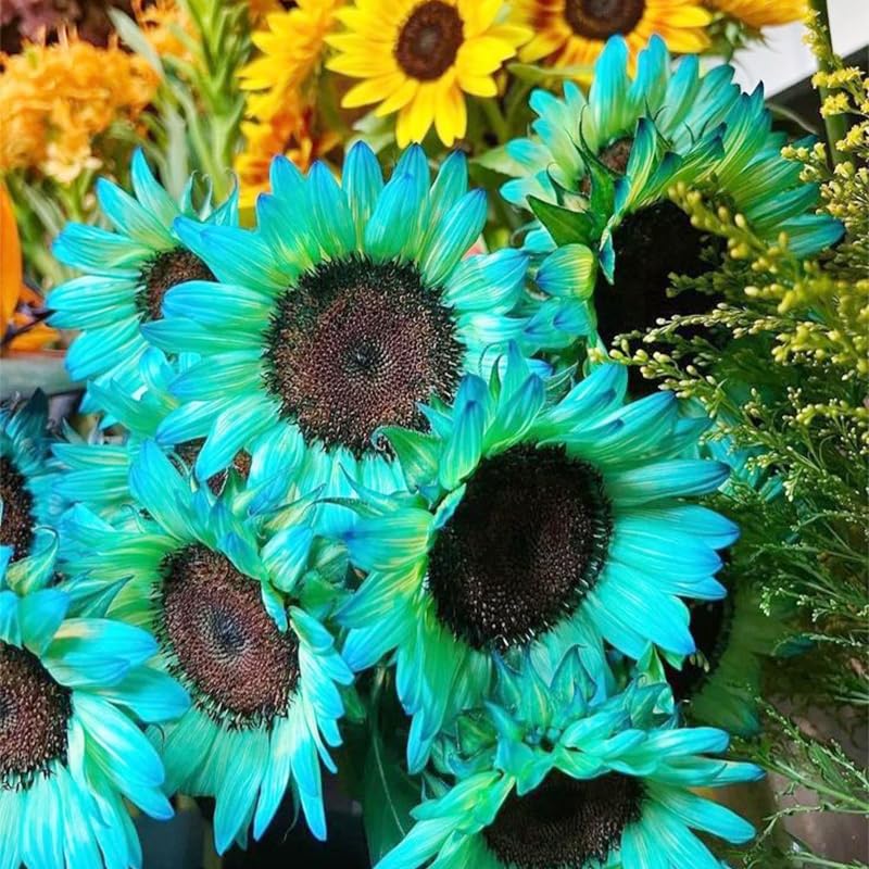 Garden border with sunflowers from 90+ Mix Color Seeds.