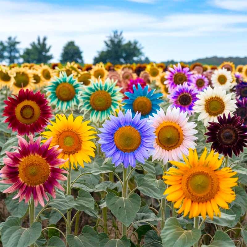 Packaging of 90+ Mix Color Sunflower Seeds for home gardeners.