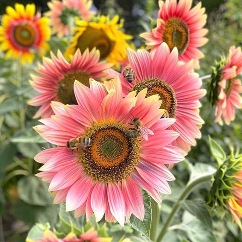 Pollinator-friendly sunflowers from 90+ Mix Color attract bees and butterflies.