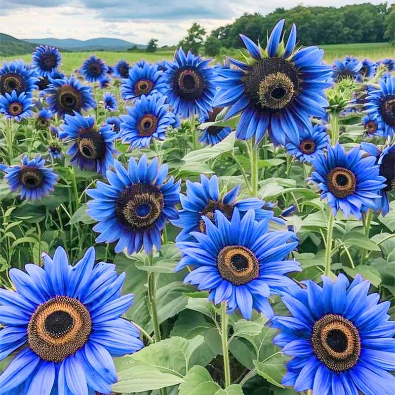 90+ Mix Color Sunflower Seeds soil-ready sowing for easy garden planting.