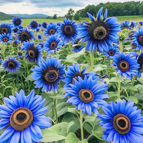 90+ Mix Color Sunflower Seeds soil-ready sowing for easy garden planting.