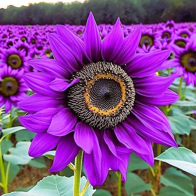 Sunflower seeds large flower heads—cut flowers ready for indoors.