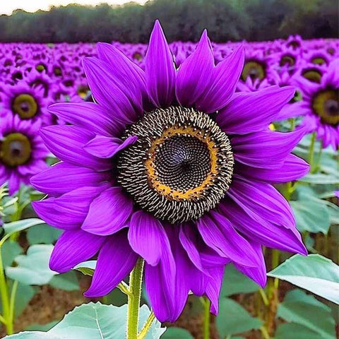 Sunflower seeds large flower heads—cut flowers ready for indoors.