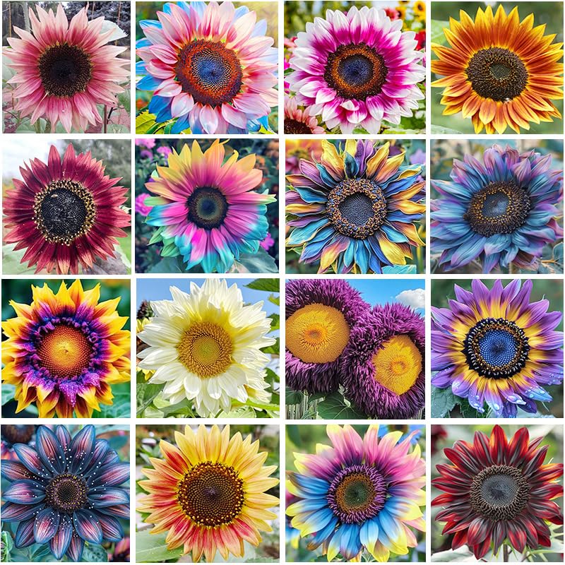 Sunflower seeds mixed garden border display—blooming drama for borders.