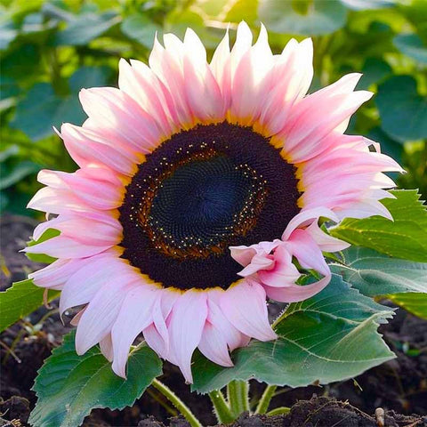 Sunflower seeds sturdy stems—drought-tolerant and wind-resistant performance.
