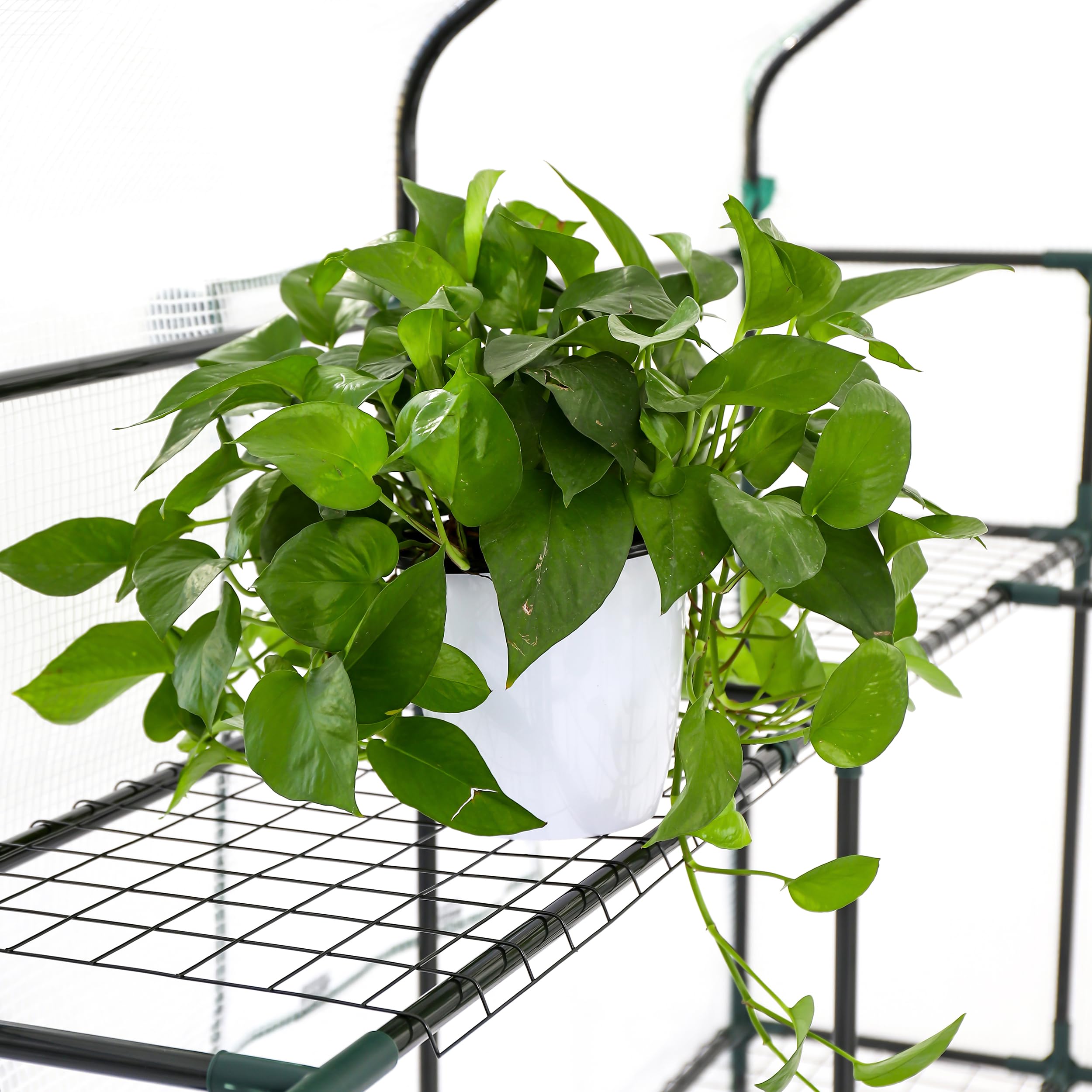 SUNGIFT large-footprint greenhouse offers generous growing area for multiple crops.