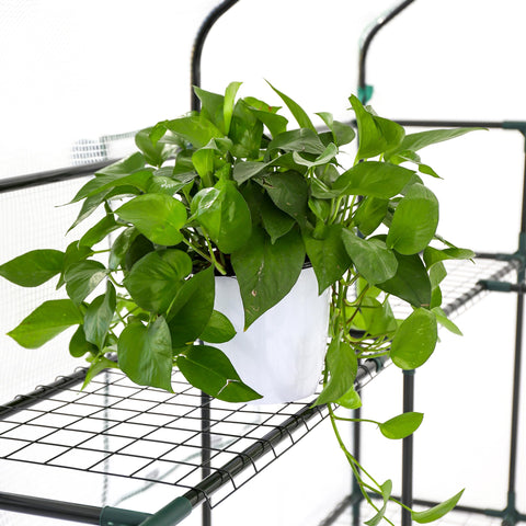 SUNGIFT large-footprint greenhouse offers generous growing area for multiple crops.