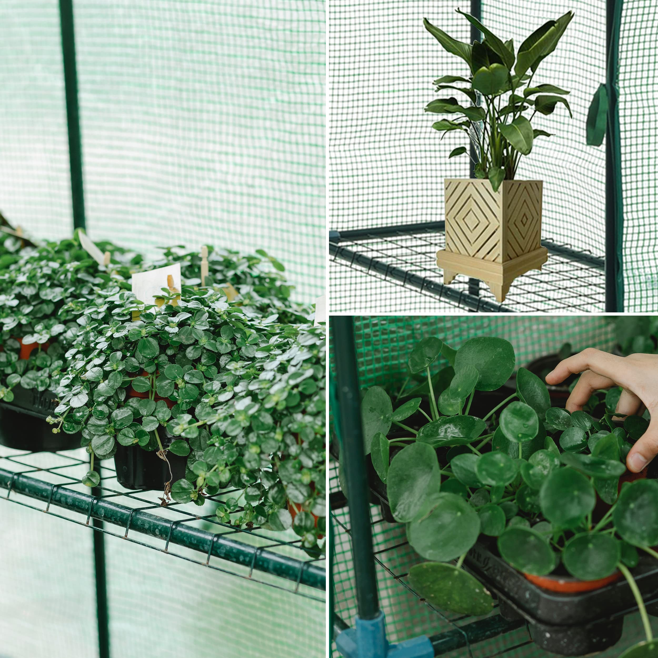 SUNGIFT Walk-in Greenhouse PE cover protects seedlings from frost and sun