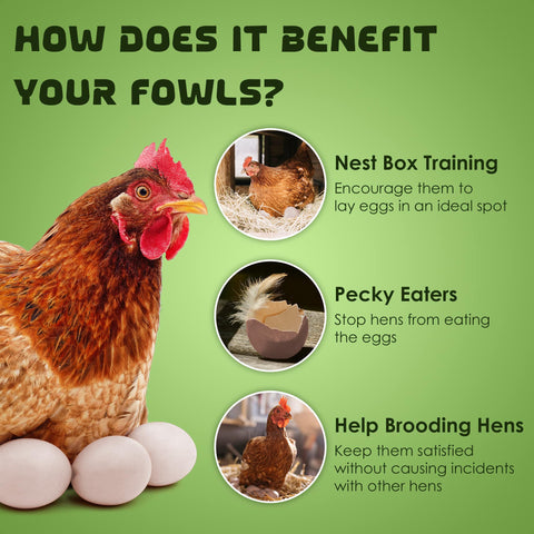 SunGrow nest eggs used to train hens to lay in the nest box