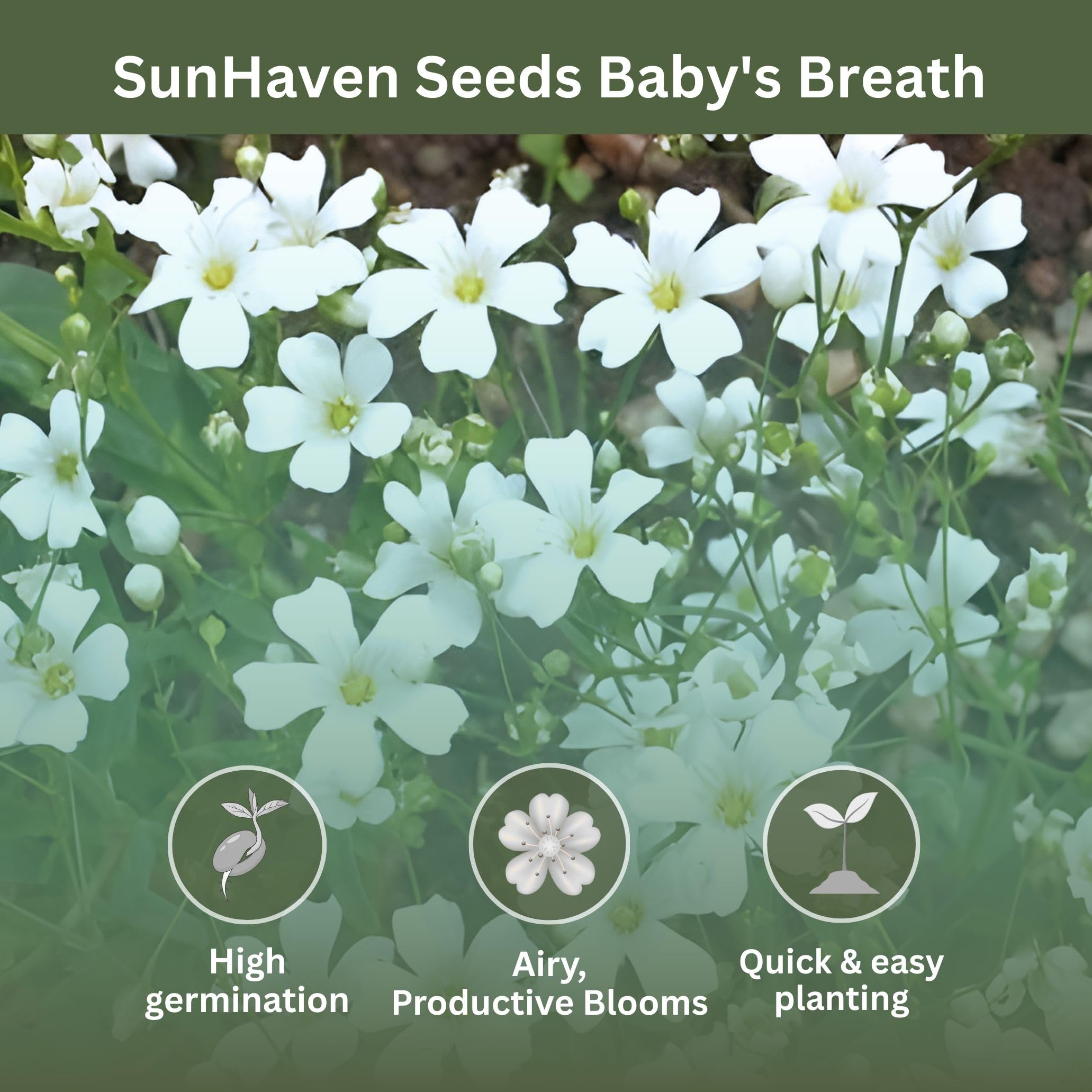 SunHaven Seeds Baby's Breath border garden with airy blooms along paths.