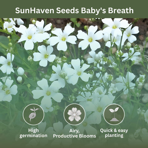 SunHaven Seeds Baby's Breath border garden with airy blooms along paths.