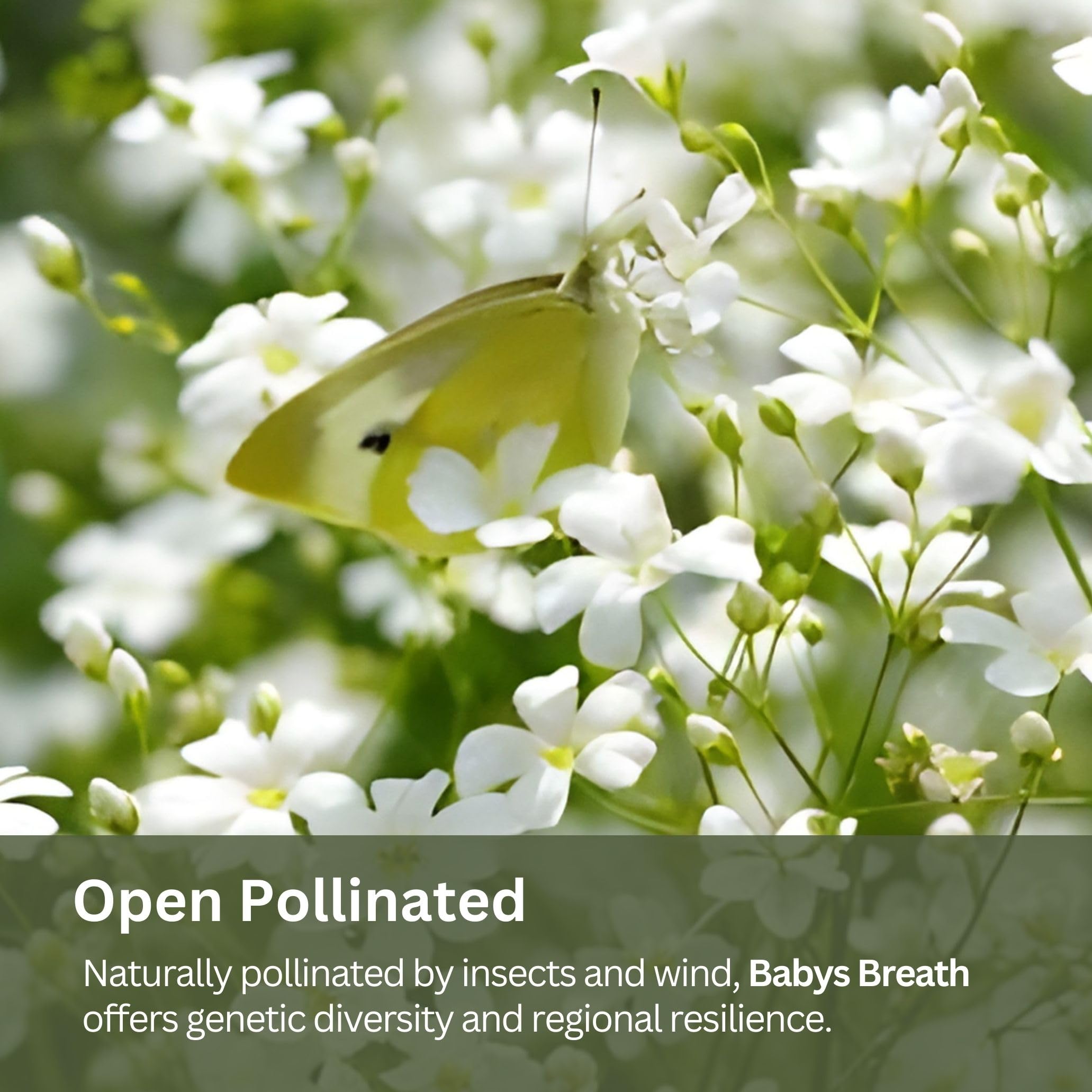 SunHaven Seeds Baby's Breath germination in full sun supports fast blooming.