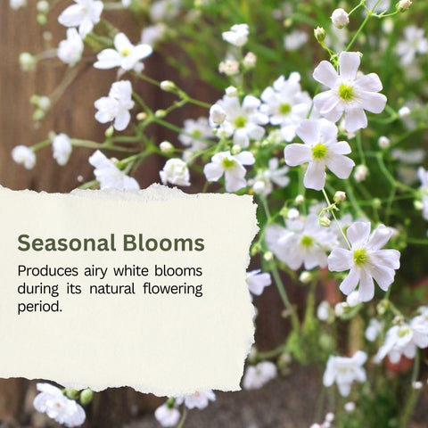 SunHaven Seeds Baby's Breath wildflower garden with white cloud-like blooms.