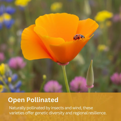 SunHaven Seeds varieties include Black-Eyed Susan and California Poppy; resilient garden performers.