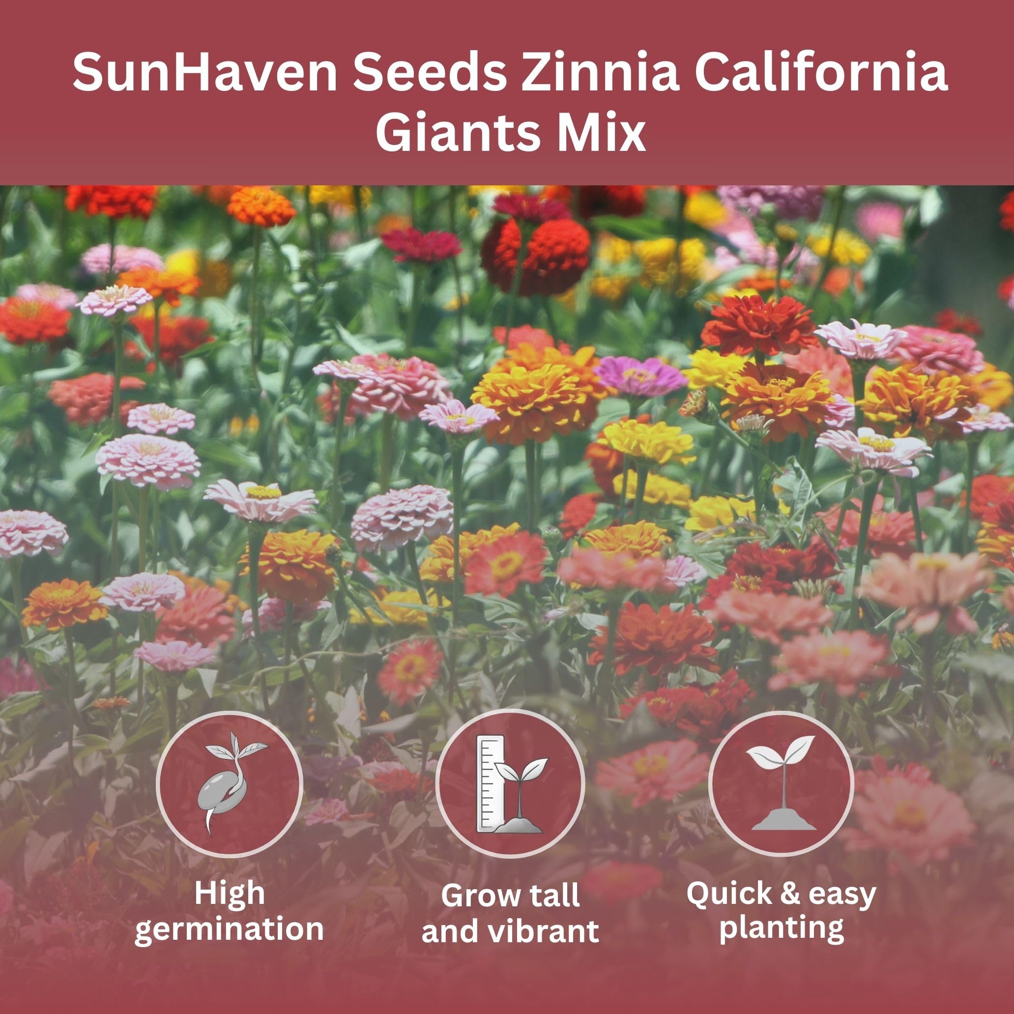 SunHaven Seeds California Giants Zinnia Mix adds bold color to borders and beds.