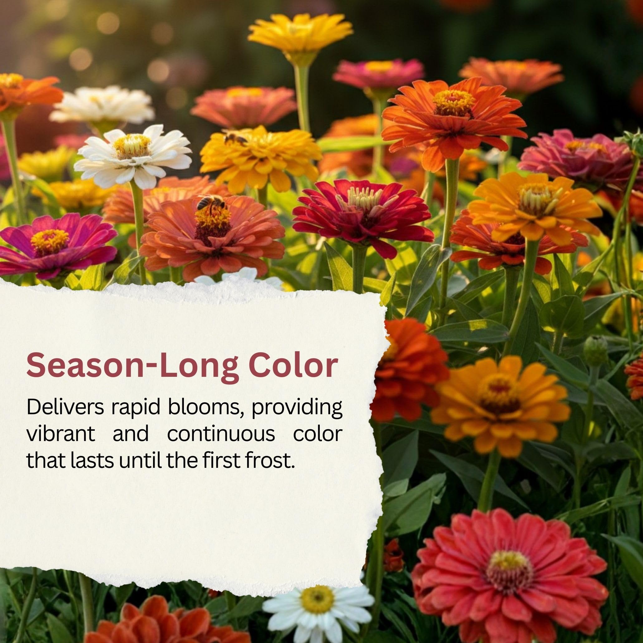 SunHaven Seeds California Giants Zinnia Mix offers fast germination in warm sunny soil.