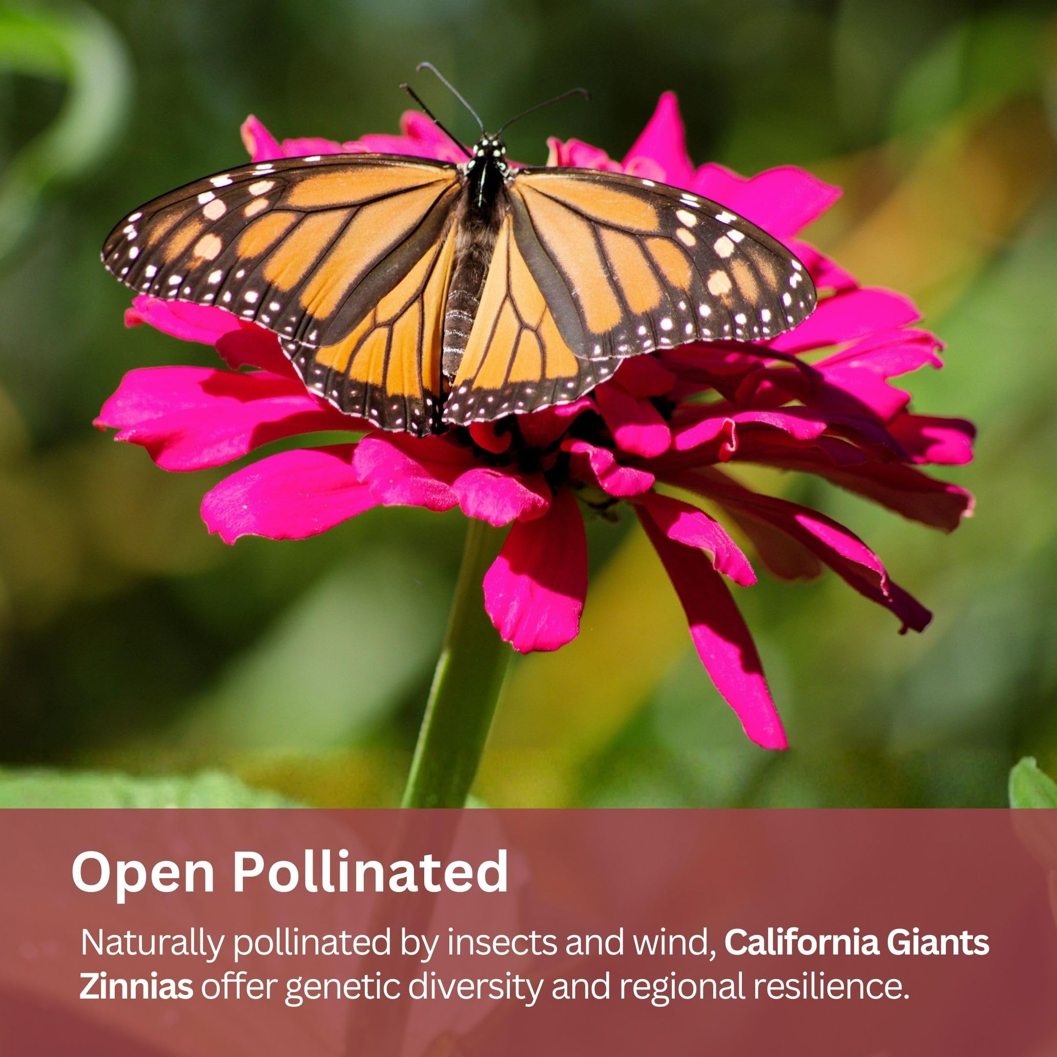 SunHaven Seeds California Giants Zinnia Mix attracts pollinators like bees and butterflies.