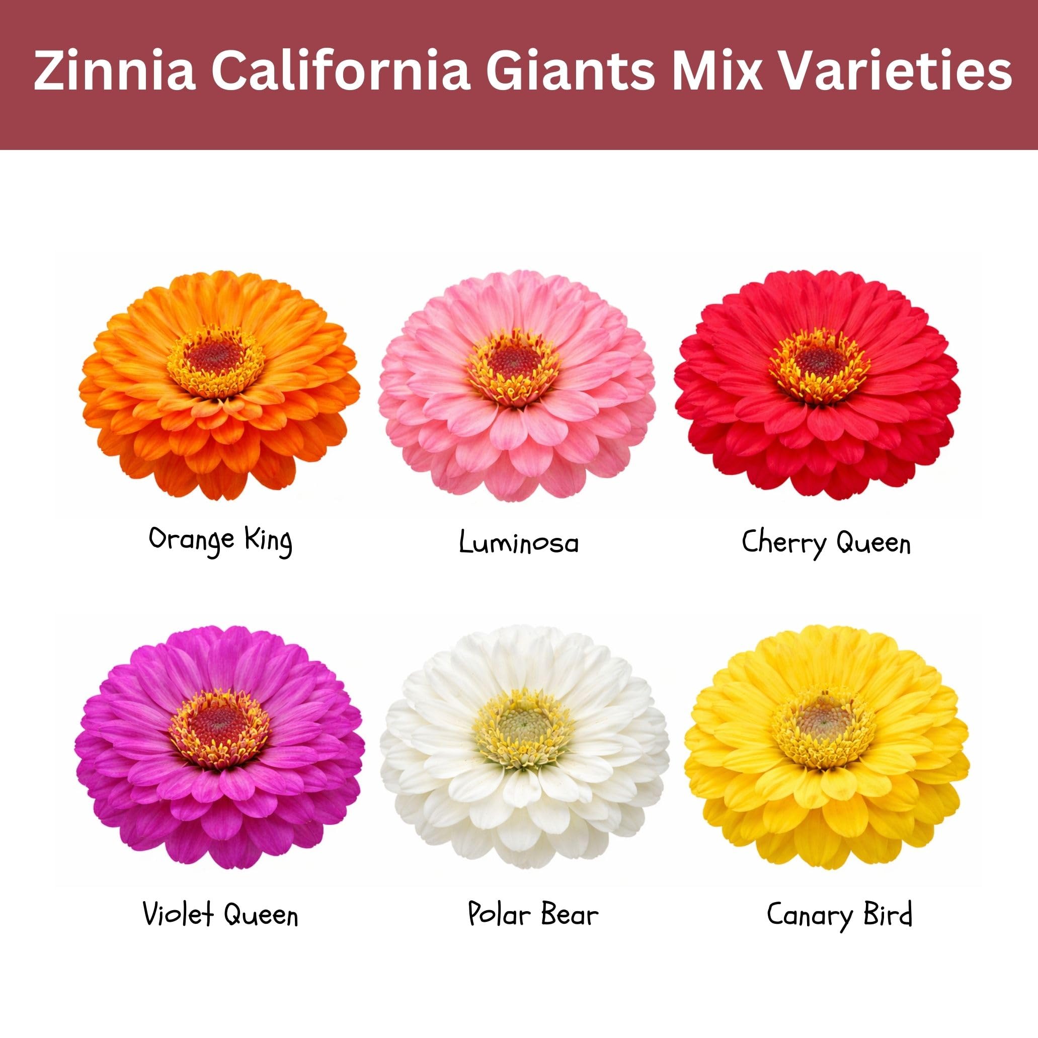 SunHaven Seeds California Giants Zinnia Mix seed pouch preserves freshness and ease of use.