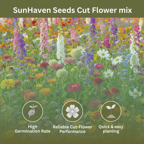 SunHaven Seeds colorful-bloom-mix garden display and pollinator-friendly planting