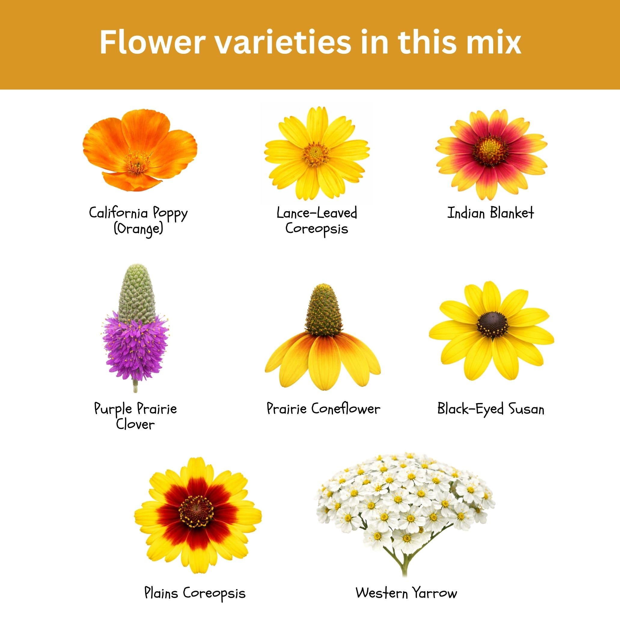 SunHaven Seeds meadow-ready mix; ideal for slopes and naturalized spaces.
