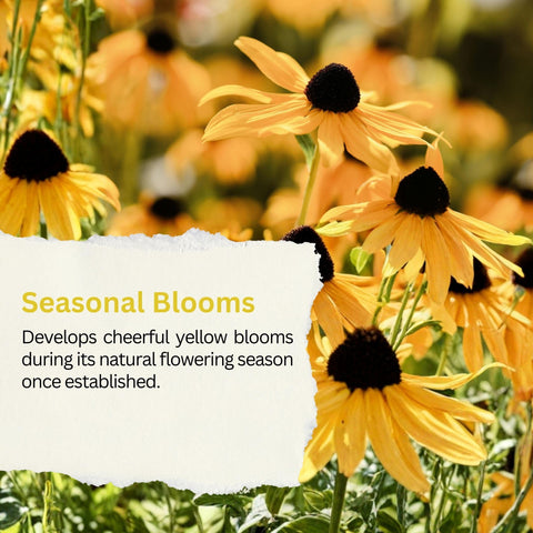 SunHaven Seeds easy-to-grow wildflowers thrive in full sun to partial shade