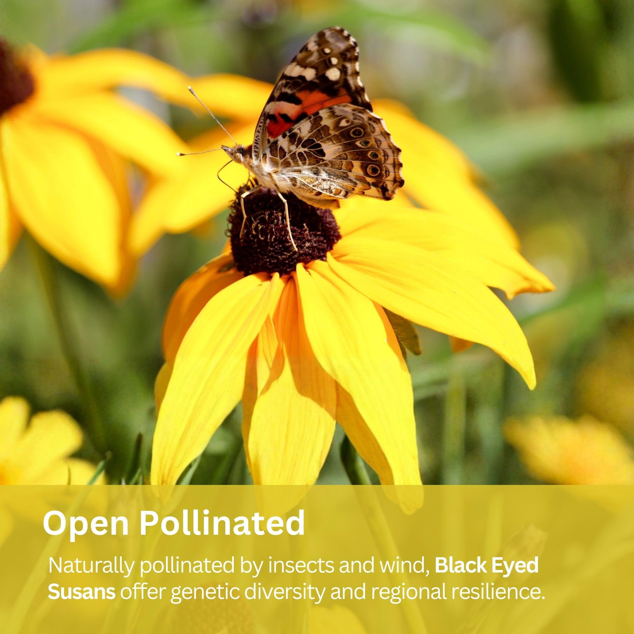SunHaven Seeds pollinator-friendly flowers attract bees and butterflies