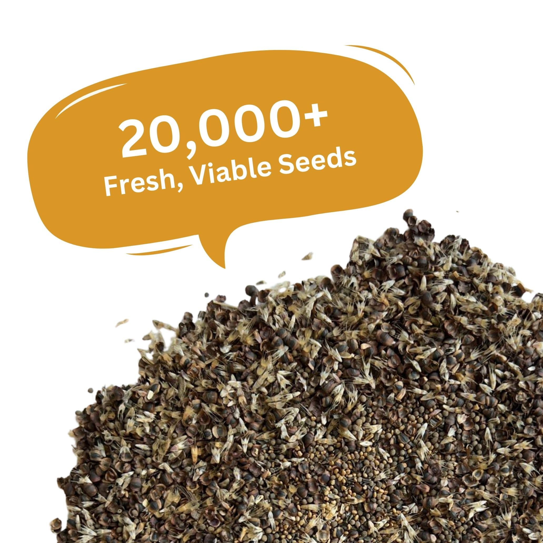 SunHaven Seeds pollinator-friendly mix; supports bees and butterflies in dry gardens.