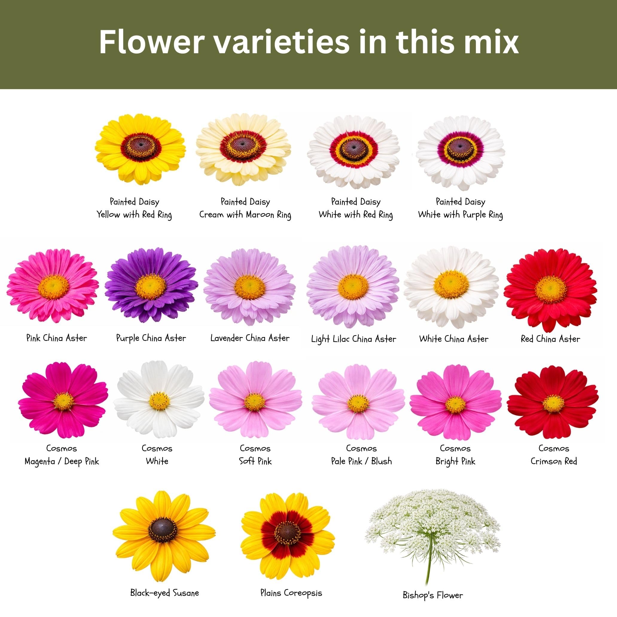 SunHaven Seeds zinnia-cosmos-larkspur-collection perfect for colorful vase displays