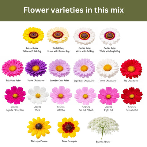 SunHaven Seeds zinnia-cosmos-larkspur-collection perfect for colorful vase displays
