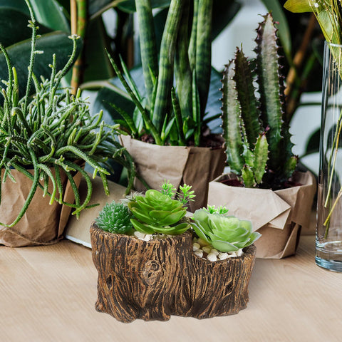 Sunnychicc three sizes provide flexible display options for small plants.