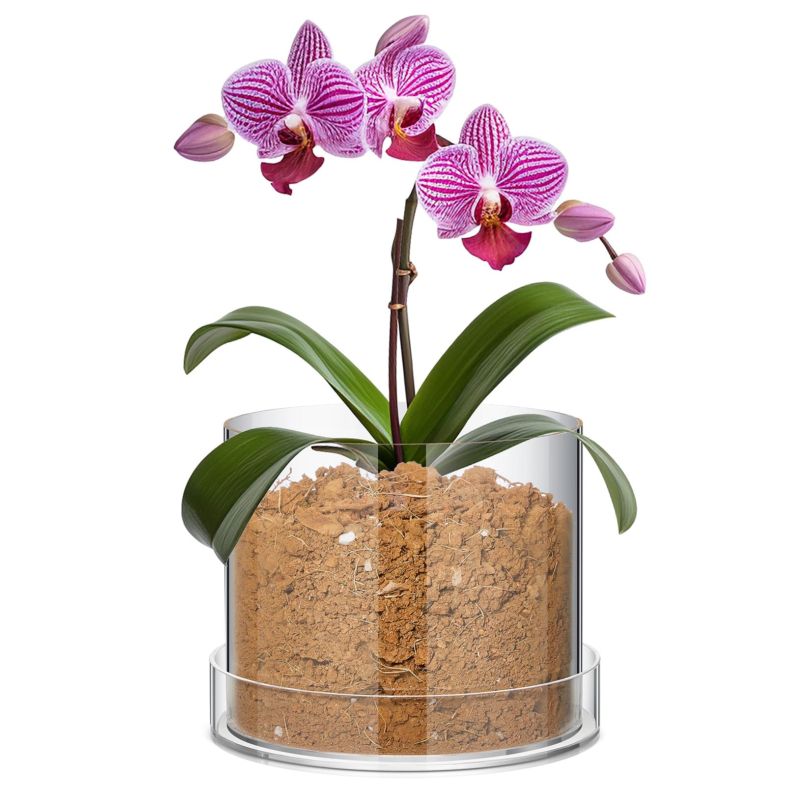 Sunnychicc clear pot with tray, 8-inch circle, neat indoor display