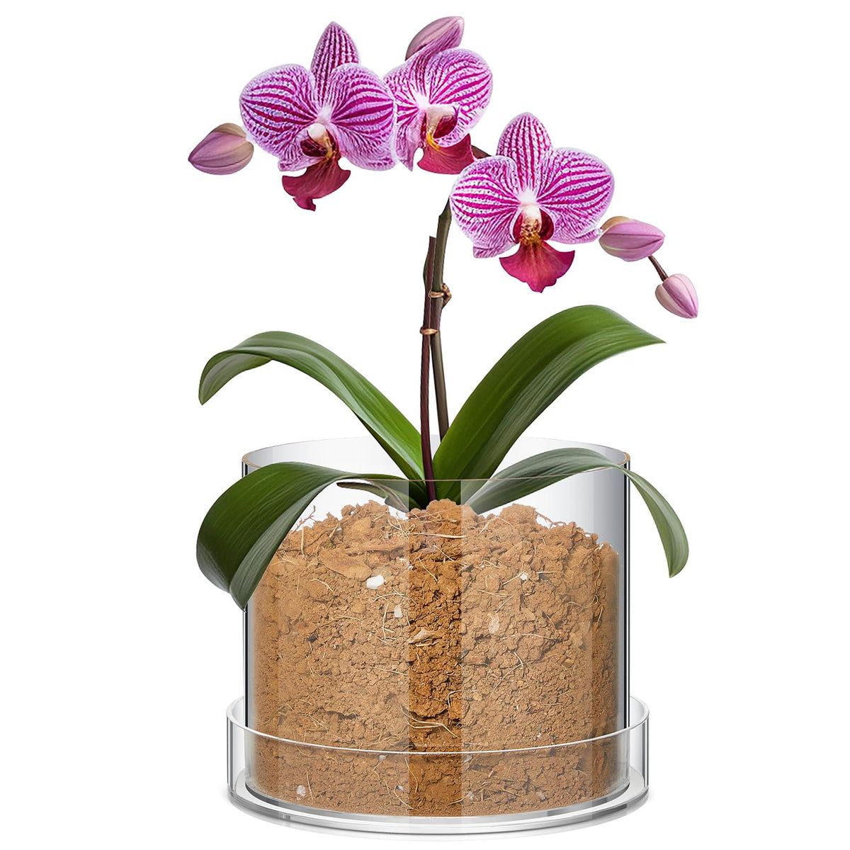 Sunnychicc clear pot with tray, 8-inch circle, neat indoor display