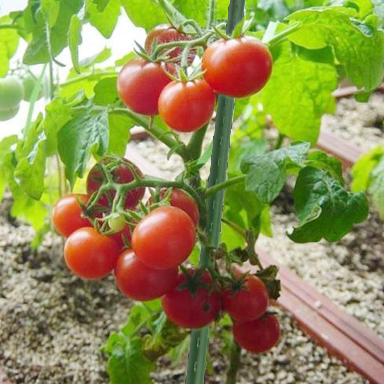 Sunnyglade 48-inch bean stake helps neat growth for climbing plants