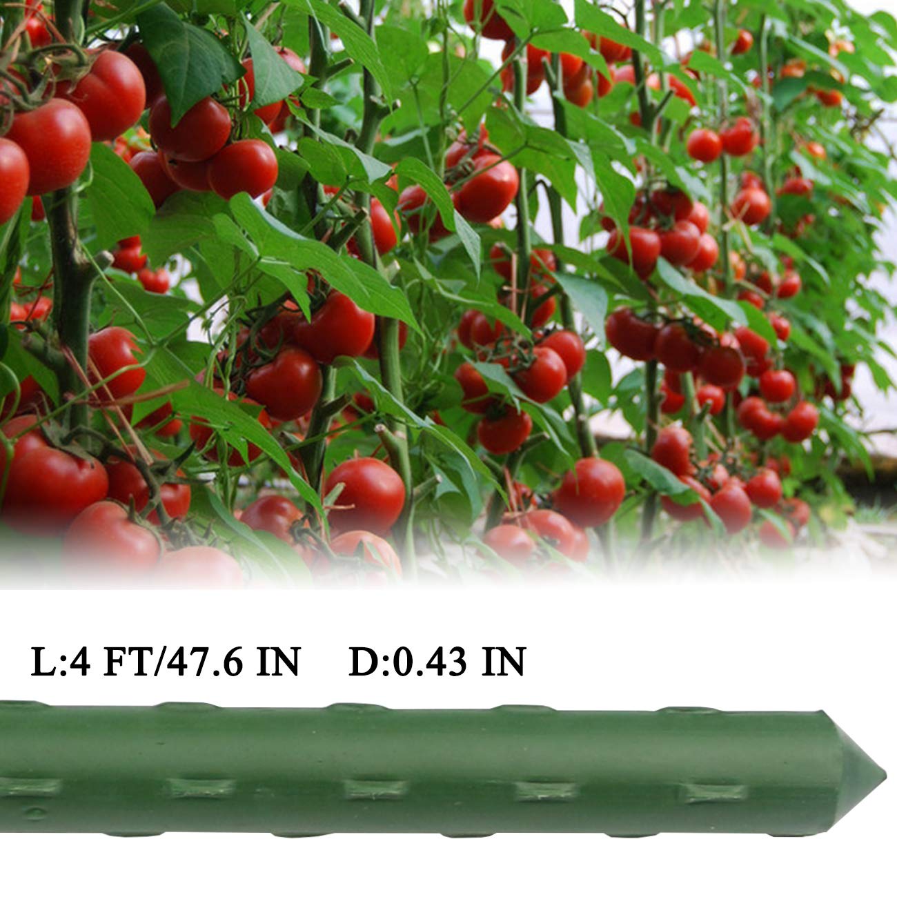Sunnyglade 48-inch eggplant stake keeps plants upright and tidy