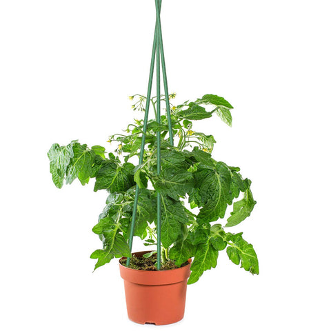 Sunnyglade 48-inch plant stake supports tomatoes and other tall plants