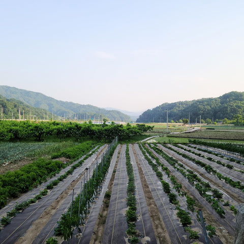 Sunocity garden pathway landscaping fabric for clean, low-maintenance outdoor spaces.